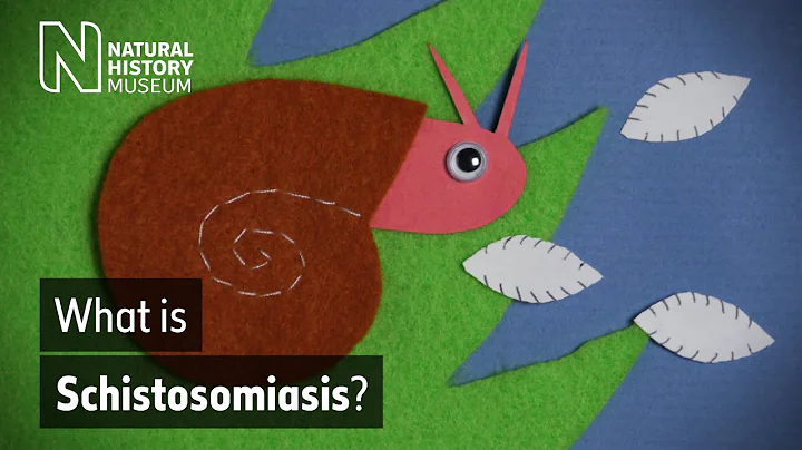Schistosomiasis: how does this neglected tropical disease spread? | Natural History Museum - DayDayNews