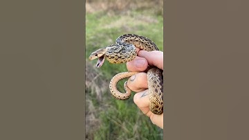 Grumpy Gopher Snake