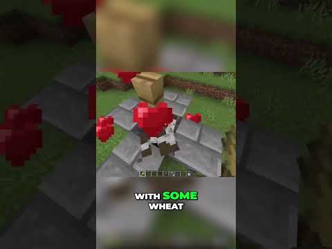 Easy afk food