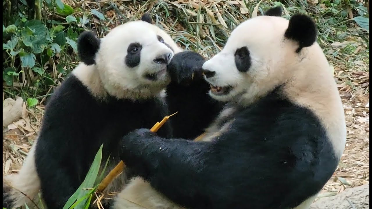 20230119 Giant Panda Le Le 叻叻 snatched bamboo from mummy Jia Jia 嘉嘉 ...