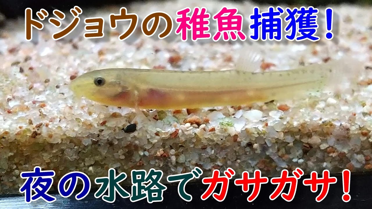 ドジョウの稚魚捕獲 夜の水路でガサガサ Youtube ドジョウの稚魚捕獲 夜の水路でガサガサ Youtube