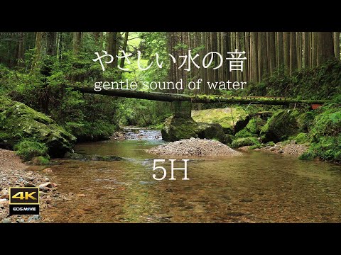 4K映像 + 自然環境音 ASMR   森の中をやさしく流れる水の音