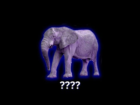 13 Elephant Sound