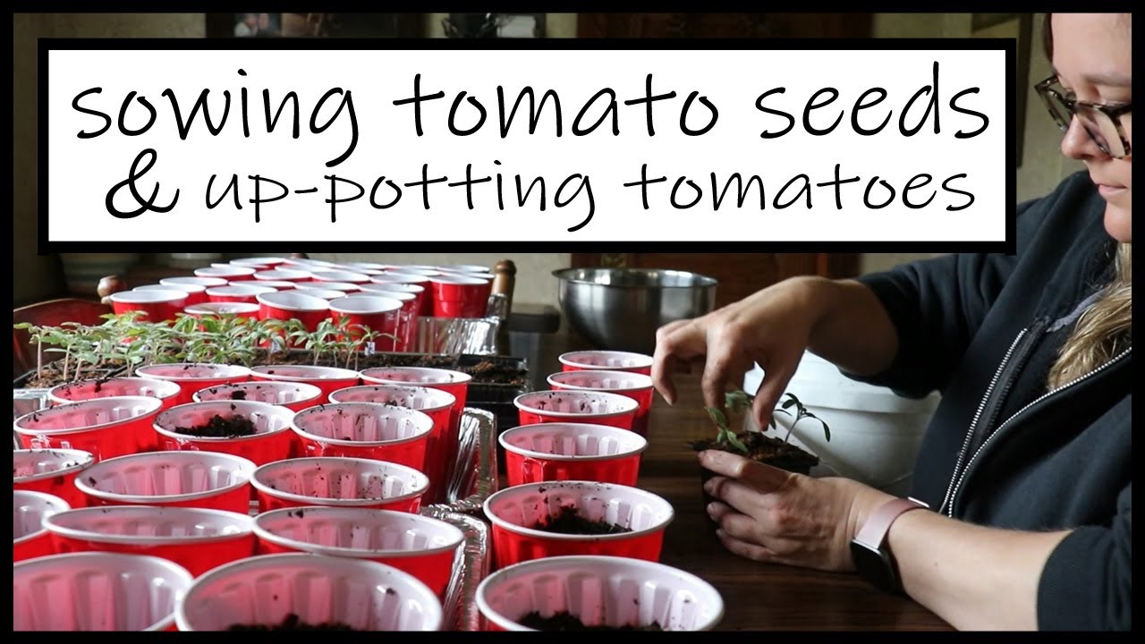 How to Start Tomatoes from Seed Zone 6A How to Up Pot Tomatoes Up