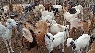 Veja as nossas cabras leitera