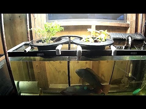 New tilapia breeding tank small aquaponics setup - YouTube