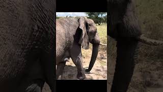 Elephant Close Encounter! #elephant  #africansafari #tarangire #wildlife