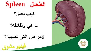 Spleen | ما هو الطحال، كيف يعمل، وما هي الامراض التي تصيبه؟