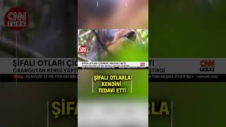 Bilim Dünyasını Şoke Eden Olay! Bir Orangutan Yarasını Şifalı Otlarla İyileştirdi #Shorts