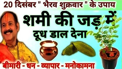 20 दिसंबर भैरव शुक्रवार के उपाय | शमी की जड़ में दूध का उपाय | pradeep mishra today upay#shukrawar