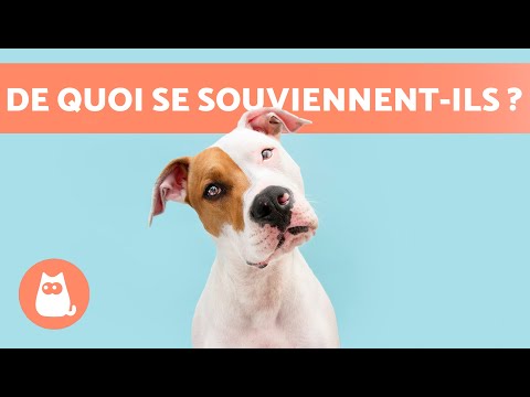 Vidéo: Combien de temps dure la mémoire d’un chien?