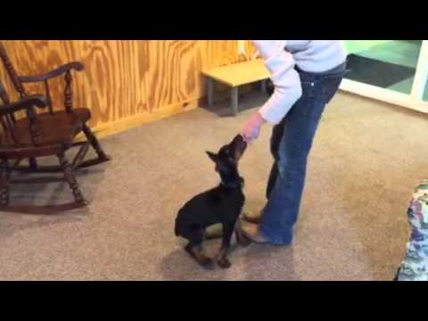 puppy paradise Doberman Puppy