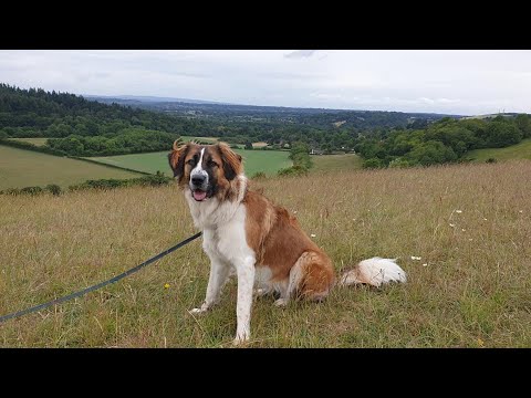 st bernard collie mix