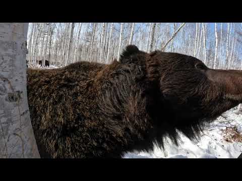 Медведи, каждый занят своим делом.