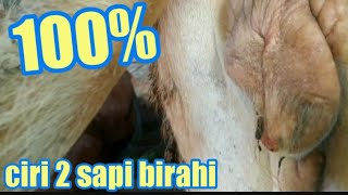 Ciri-Ciri Sapi  birahi minta kawin /sapi siap di ib