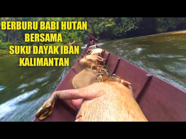 BERBURU BABI HUTAN BERSAMA SUKU DAYAK IBAN KALIMANTAN #Eps,1 class=