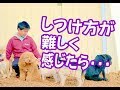 愛犬のしつけで良好な関係性を作る大切なポイント10選♪【幼稚園生実演】