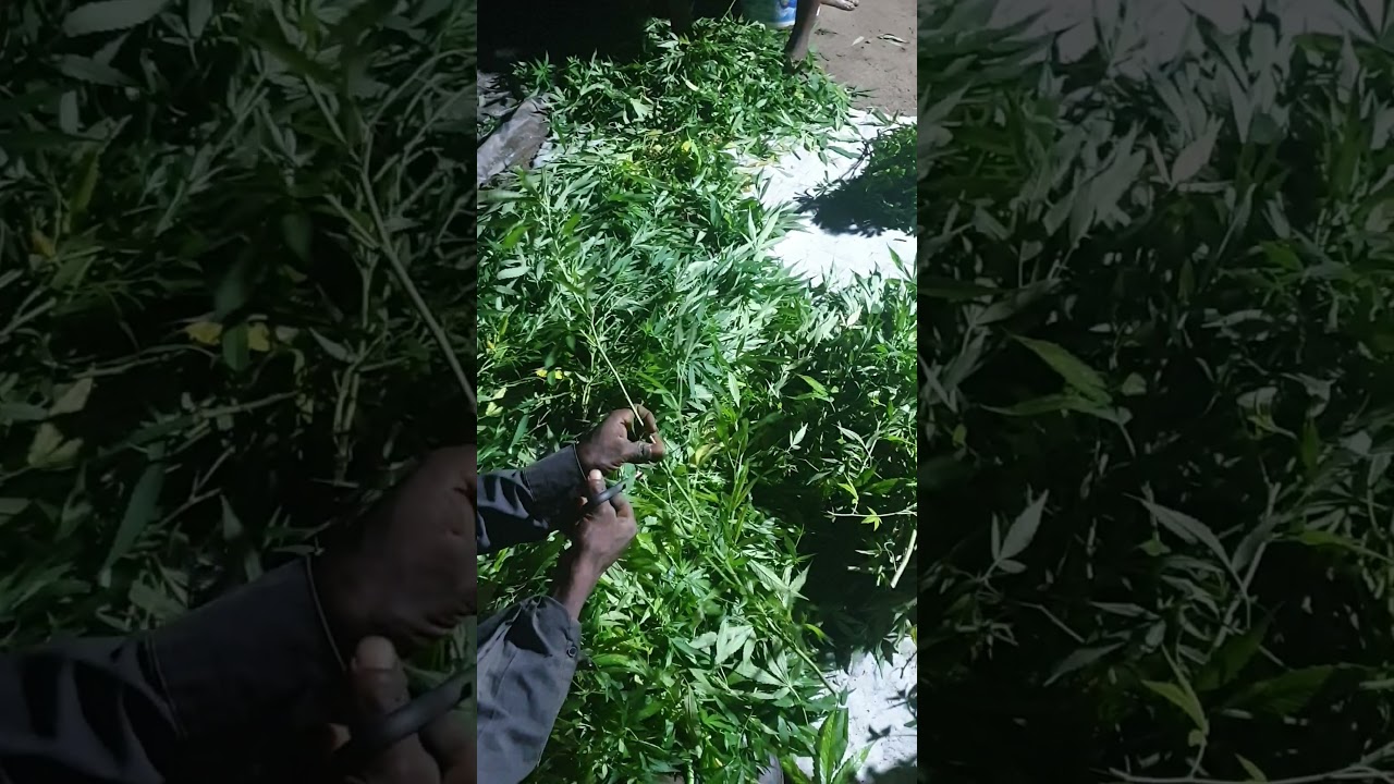 Cannabis Cuts Tropical climate