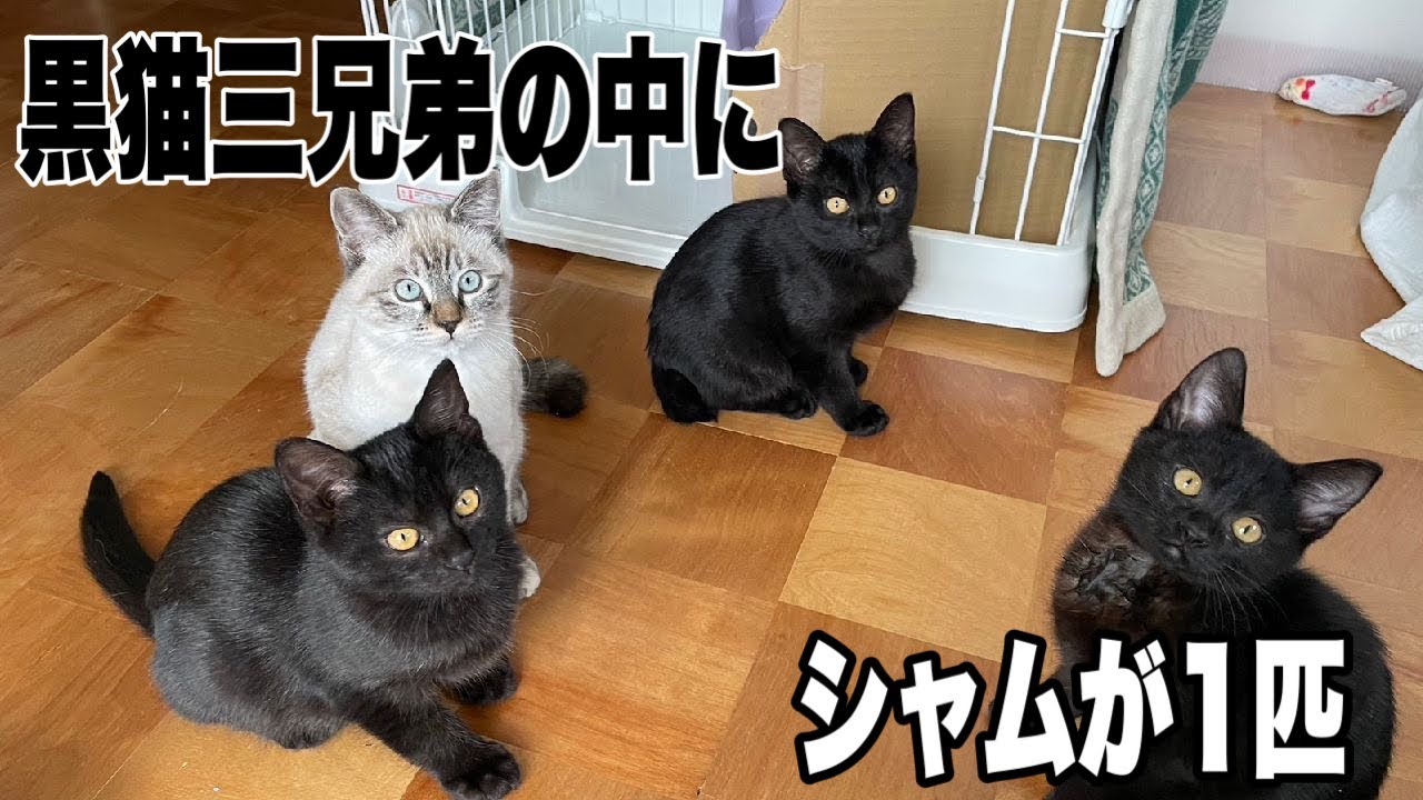 黒猫軍団にシャムが1匹混じる謎のチビチビ軍団に癒されます - YouTube