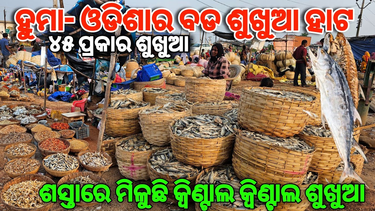 Huma Dry Fish Market 🐟 | Biggest Dry Fish Market of Odisha |