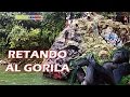 Reto del Gorila 🐵La Gran Pirámide-Viajé a Santo Domingo de los Tsáchilas (Ecuador) Mochileando 😎