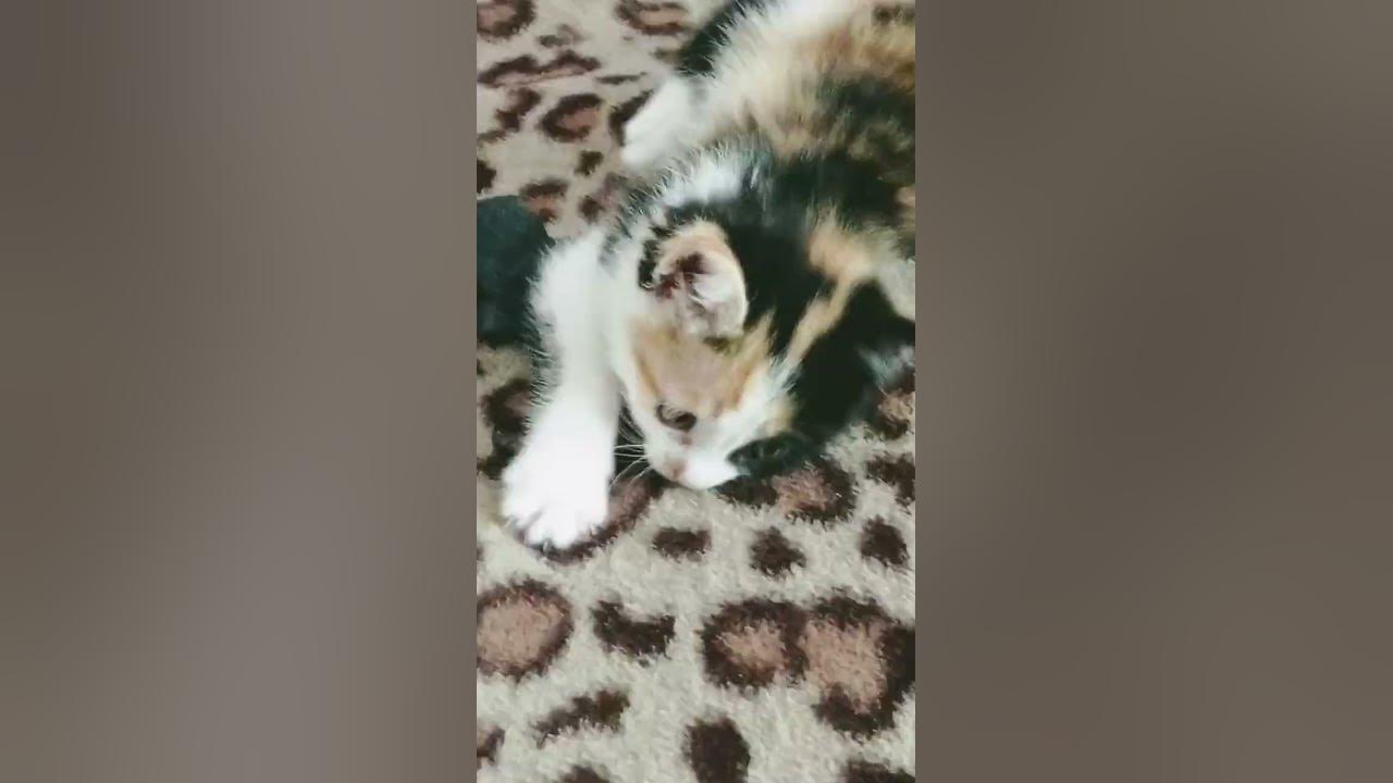КОТЕНОК ИГРАЕТСЯ (2-ЧАСТЬ) - YouTube