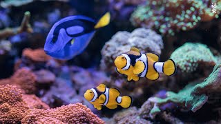 Under Red Sea 4K - Incredible Underwater World - Tropical Fish, Coral Reefs, Sea Turtle in Aquarium