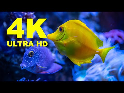 Ocean Океан- 4K 60Fps Video Hdr