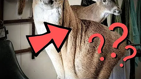 How To Make Neck Wrinkles on a Deer Mount  ***SUPER EASY*** WHITETAIL TAXIDERMY!
