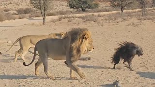 Lion pride confused by weird looking hyena