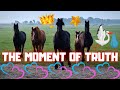 Is Queen👑Uniek pregnant? 💙💗And treatment against osteoarthritis | Friesian Horses