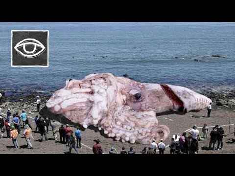 Video: Octopus En Inktvis Met Bleekselderij
