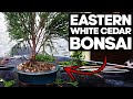 How to Bonsai an Eastern White Cedar🌲(Thuja Occidentalis)