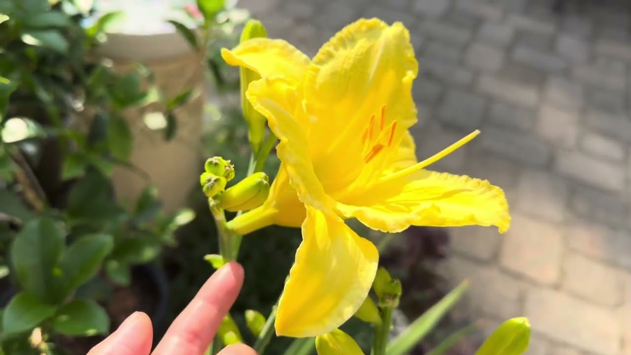 130 Beautiful Daylily 8/3/2024