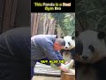 This Panda is a Real Gym Bro! 🐼💪#animals #shorts #panda #nature #gym