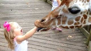 Waw Forget Cats Funny Kids Vs Zoo Animals Are Way Funnier Try Not To Laugh