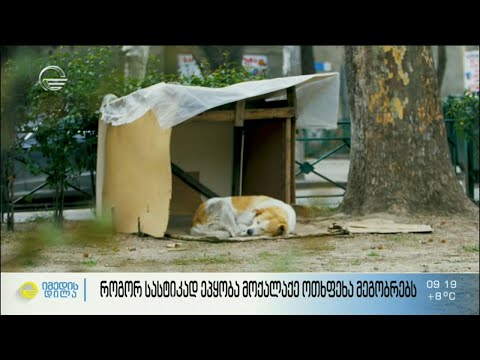 ოთხფეხა მეგობრებზე სასტიკად მოპყრობის შემზარავი ფაქტი