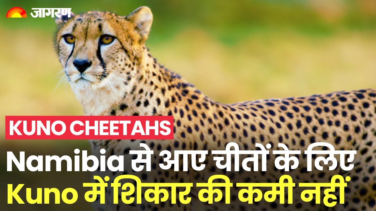 Kuno Cheetahs: 18 thousand animals for hunting in Kuno National Park