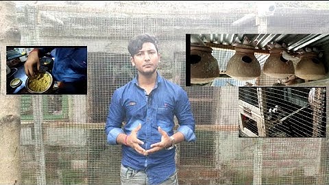 making healthy soft food for finches & java(sparrow bird)