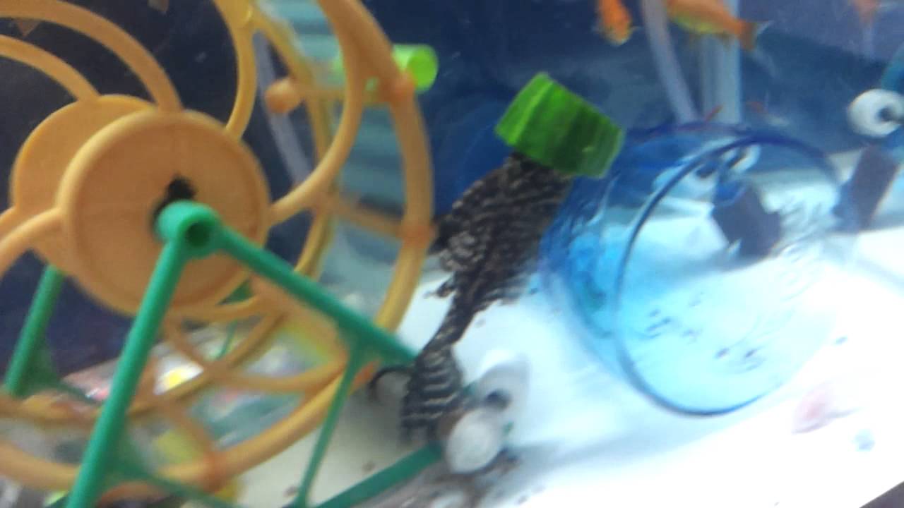 Pleco head got stuck in a zucchini.Funny video
