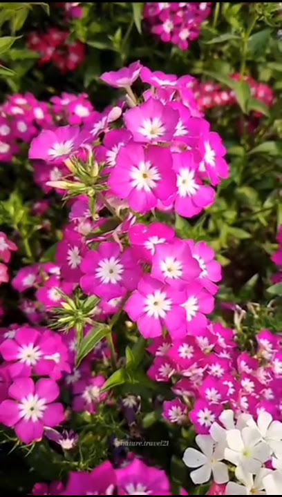 colourful flowers #flower #garden#beautiful #shorts