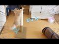 どこでもツメとぎタワーにピョンと飛びつく可愛い猫【マンチカン】