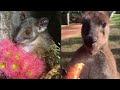 Super Cute Animal Clips  - Animal Video Compilation #3