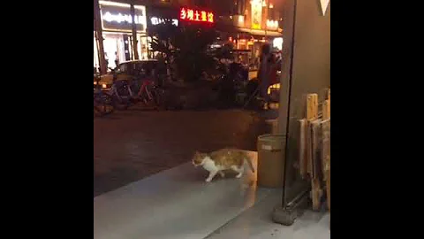猫的太空漫步好厉害.. - 天天要闻