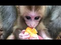 To Much Hungry Food Baby Monkey! Shared Food To Pity Monkey