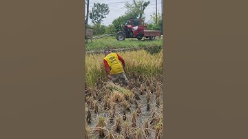 techniques and skills for cutting rice quickly and neatly using a sharp sickle #shorts