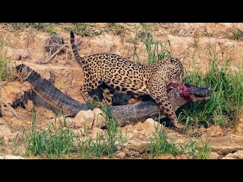 زمانیکه کروکودیل ها با جگوار سر دو شاخ می شود   