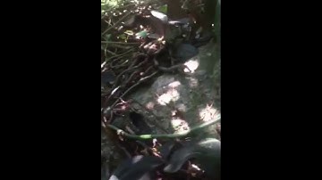 Cận cảnh khai thác lan kim tuyến rừng quý hiếm