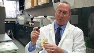 Regenerative Medicine: The New Cure for Back Pain (Clarkson University)