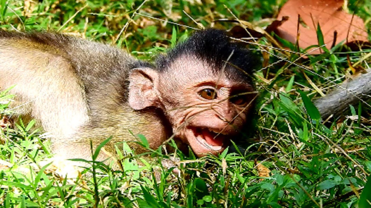 Poor Timo! Baby hungry so so much until cry cos mum seem not breastfeeding, Timo sad cos mum